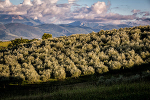 Olio extravergine di oliva